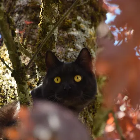 아파트호텔 Gaestehaus Wolf 3*