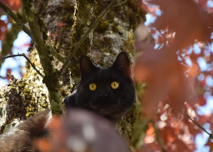 아파트호텔 Gaestehaus Wolf 3*